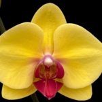 Double Spikes Phalaenopsis I-Hsin Sun Pie (4.5" pot)