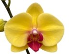 Double Spikes Phalaenopsis I-Hsin Sun Pie (4.5" pot) - Image 2