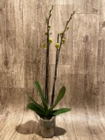 Double Spikes Phalaenopsis I-Hsin Sun Pie (4.5" pot) - Image 5