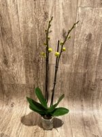 Double Spikes Phalaenopsis I-Hsin Sun Pie (4.5" pot) - Image 7