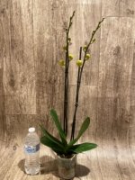 Double Spikes Phalaenopsis I-Hsin Sun Pie (4.5" pot) - Image 8