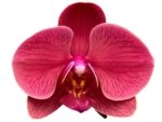 Double Spikes Phalaenopsis I-Hsin Golden Beth (4.5" pot) - Image 2
