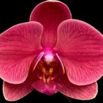 Double Spikes Phalaenopsis I-Hsin Golden Beth (4.5" pot)