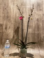 Double Spikes Phalaenopsis I-Hsin Golden Beth (4.5" pot) - Image 5