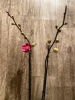 Double Spikes Phalaenopsis I-Hsin Golden Beth (4.5" pot) - Image 4