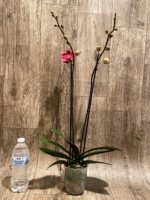 Double Spikes Phalaenopsis I-Hsin Golden Beth (4.5" pot) - Image 7