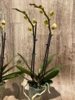Double Spikes Phalaenopsis OX Manet (3.5" pot) - Image 7