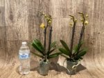Double Spikes Phalaenopsis OX Manet (3.5" pot) - Image 4
