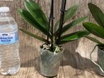 Double Spikes Phalaenopsis OX Manet (3.5" pot) - Image 9