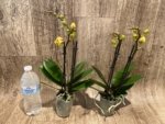 Double Spikes Phalaenopsis OX Manet (3.5" pot) - Image 5