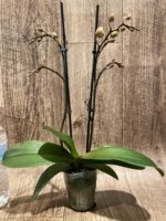 Double Spikes Phalaenopsis Fangmei Sweet (3.5" pot) - Image 3