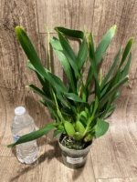 7 Spikes - Odontocidium Catatante ‘Sun King’ (3.5” pot) - Image 5