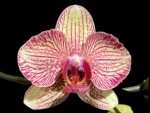 Double Spikes Phalaenopsis I-Hsin Spot Leopard (4.5" pot)