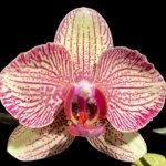 Double Spikes Phalaenopsis I-Hsin Spot Leopard (4.5" pot)
