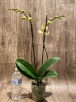 Double Spikes Phalaenopsis I-Hsin Spot Leopard (4.5" pot) - Image 6