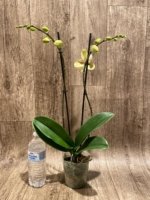 Double Spikes Phalaenopsis I-Hsin Spot Leopard (4.5" pot) - Image 7