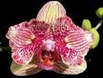 Double Spikes Phalaenopsis I-Hsin Spot Leopard  ‘Peloric’ (4.5" pot)