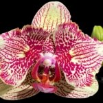 Double Spikes Phalaenopsis I-Hsin Spot Leopard  ‘Peloric’ (4.5" pot)