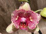 Double Spikes Phalaenopsis I-Hsin Spot Leopard  ‘Peloric’ (4.5" pot) - Image 4