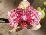 Double Spikes Phalaenopsis I-Hsin Spot Leopard  ‘Peloric’ (4.5" pot) - Image 3