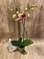 Double Spikes Phalaenopsis I-Hsin Spot Leopard  ‘Peloric’ (4.5" pot) - Image 7