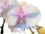 Phalaenopsis Pink Blush Big Lip (4.5” Pot) - Image 2