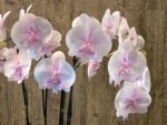 Phalaenopsis Pink Blush Big Lip (4.5” Pot) - Image 4