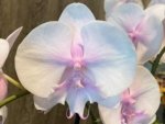 Phalaenopsis Pink Blush Big Lip (4.5” Pot) - Image 3