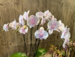 Phalaenopsis Pink Blush Big Lip (4.5” Pot) - Image 5
