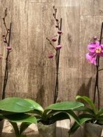 In Spikes Phalaenopsis OX Yellow Lip (4.5” Pot) - Image 6