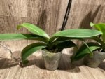 In Spikes Phalaenopsis OX Yellow Lip (4.5” Pot) - Image 11