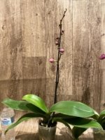 In Spikes Phalaenopsis OX Yellow Lip (4.5” Pot) - Image 8