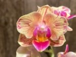In Spike Phalaenopsis‘Peloric’ (3.5" pot) - Image 3