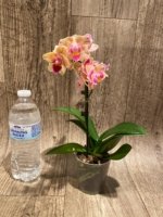 In Spike Phalaenopsis‘Peloric’ (3.5" pot) - Image 6