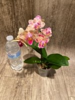 In Spike Phalaenopsis‘Peloric’ (3.5" pot) - Image 5