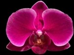 In Bud Phalaenopsis Fragrant Hills 'HS5384' (3” Pot)