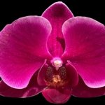 In Bud Phalaenopsis Fragrant Hills 'HS5384' (3” Pot)