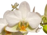 Double Spikes Phalaenopsis Novelty NOID (3" pot) - Image 2
