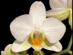 Double Spikes Phalaenopsis Novelty NOID (3" pot)