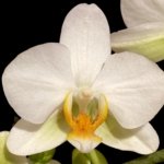 Double Spikes Phalaenopsis Novelty NOID (3" pot)