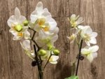 Double Spikes Phalaenopsis Novelty NOID (3" pot) - Image 4
