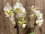 Double Spikes Phalaenopsis Novelty NOID (3" pot) - Image 5