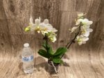 Double Spikes Phalaenopsis Novelty NOID (3" pot) - Image 6