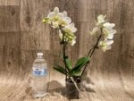 Double Spikes Phalaenopsis Novelty NOID (3" pot) - Image 8