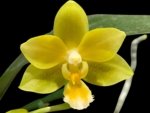 In Spike Phalaenopsis Yaphon Perfume 'Yellow'  (3.5" pot)
