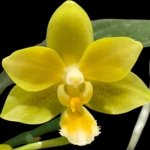 In Spike Phalaenopsis Yaphon Perfume 'Yellow'  (3.5" pot)