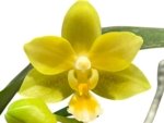 In Spike Phalaenopsis Yaphon Perfume 'Yellow'  (3.5" pot) - Image 2