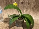 In Spike Phalaenopsis Yaphon Perfume 'Yellow'  (3.5" pot) - Image 4
