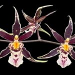 Brassidium Golden Gamine 'White Knight' (3.5” pot)