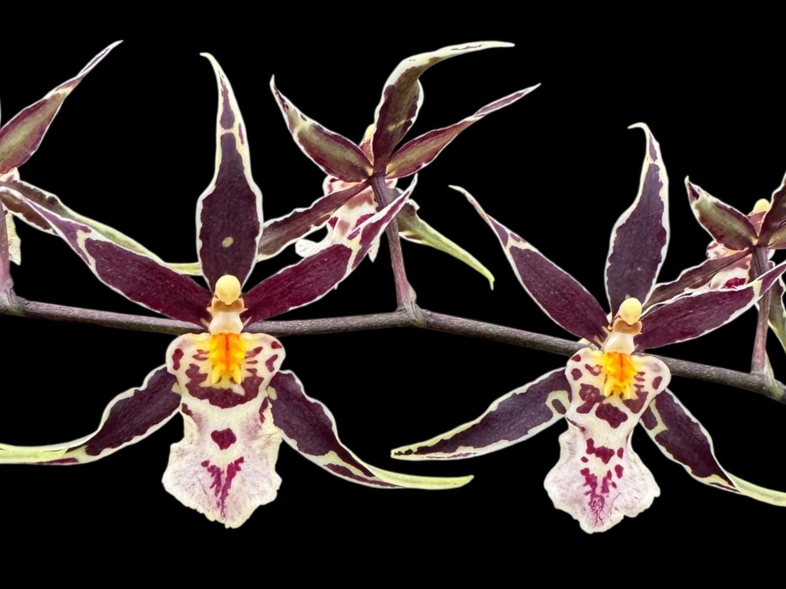 il_fullxfull.7903638543_flb4.jpg Brassidium Golden Gamine 'White Knight' (3.5” pot) - Image 1